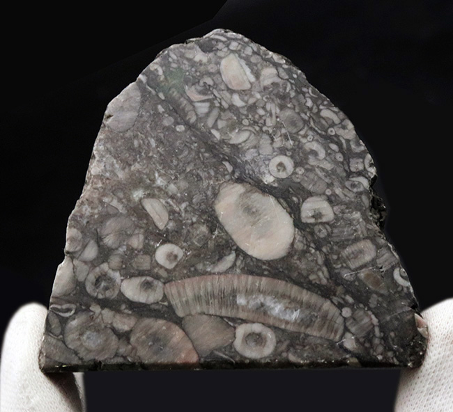 生きた化石！古生代シルル紀のウミユリ（Crinoid）に埋め尽くされた標本（その3）