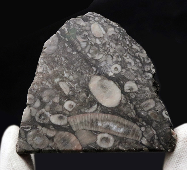 生きた化石!古生代シルル紀のウミユリ(Crinoid)に埋め尽くされた標本(その3)