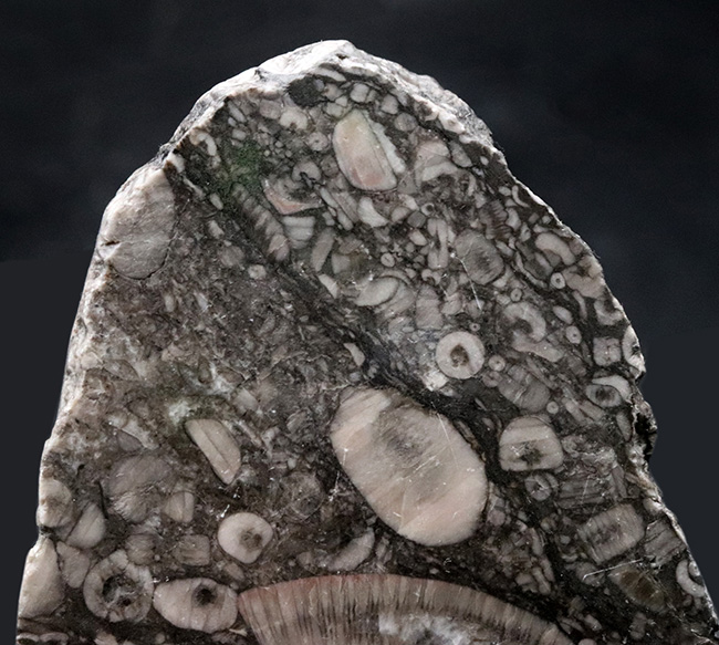生きた化石!古生代シルル紀のウミユリ(Crinoid)に埋め尽くされた標本(その4)