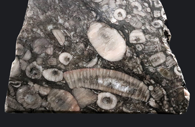 生きた化石！古生代シルル紀のウミユリ（Crinoid）に埋め尽くされた標本（その5）