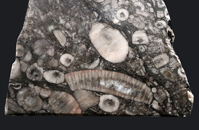 生きた化石!古生代シルル紀のウミユリ(Crinoid)に埋め尽くされた標本(その5)