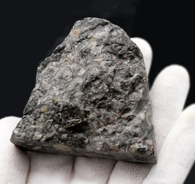 生きた化石！古生代シルル紀のウミユリ（Crinoid）に埋め尽くされた標本（その6）