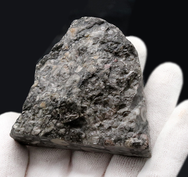 生きた化石!古生代シルル紀のウミユリ(Crinoid)に埋め尽くされた標本(その6)