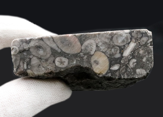 生きた化石！古生代シルル紀のウミユリ（Crinoid）に埋め尽くされた標本（その7）