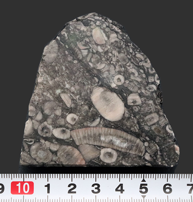 生きた化石!古生代シルル紀のウミユリ(Crinoid)に埋め尽くされた標本(その8)