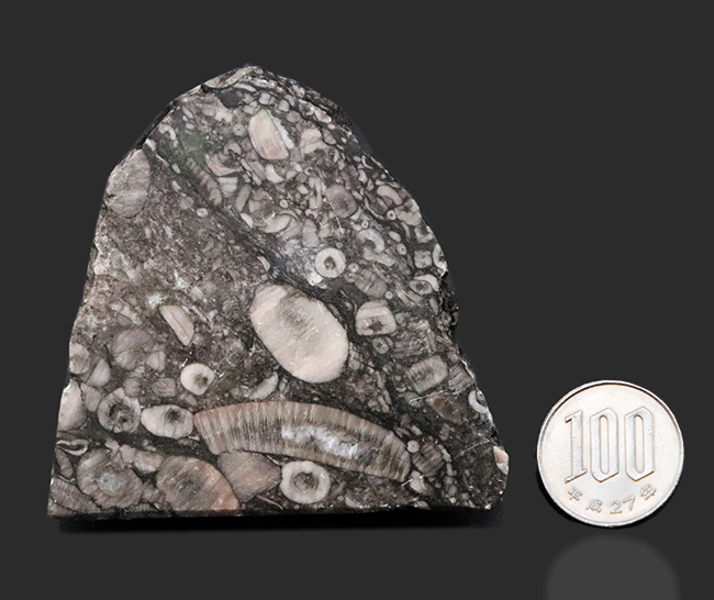 生きた化石！古生代シルル紀のウミユリ（Crinoid）に埋め尽くされた標本（その9）