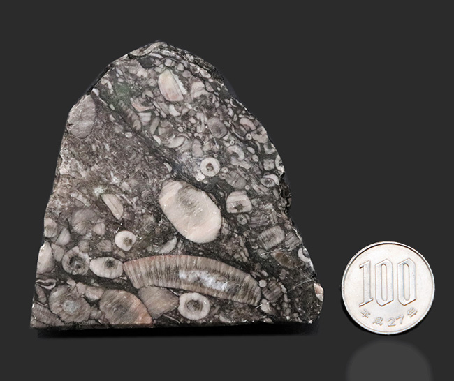 生きた化石!古生代シルル紀のウミユリ(Crinoid)に埋め尽くされた標本(その9)