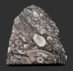生きた化石！古生代シルル紀のウミユリ（Crinoid）に埋め尽くされた標本