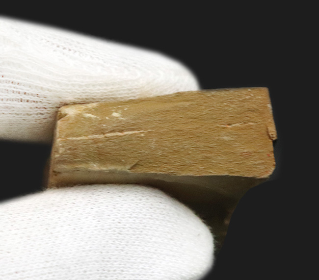 謎多き最古の生物の一つ、希少なカンブリアモンスター！チェンジャン