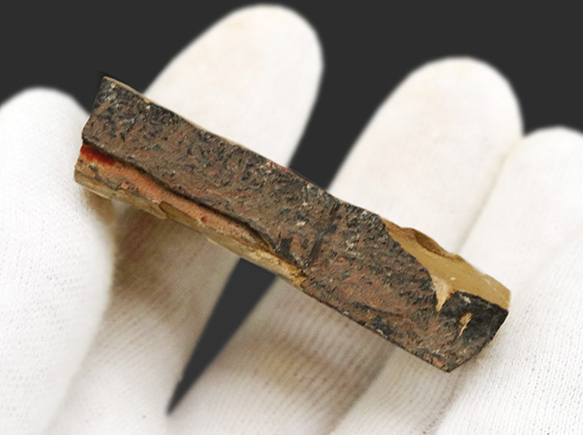 謎多き最古の生物の一つ、希少なカンブリアモンスター！チェンジャン