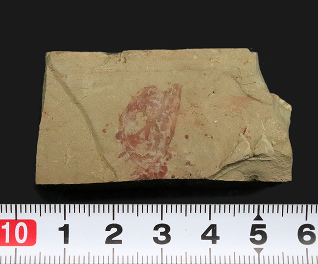 謎多き最古の生物の一つ、希少なカンブリアモンスター！チェンジャン