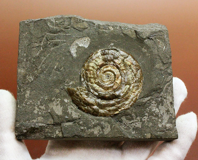 イングランド・ソマセット産、今や希少となったフィロセラス