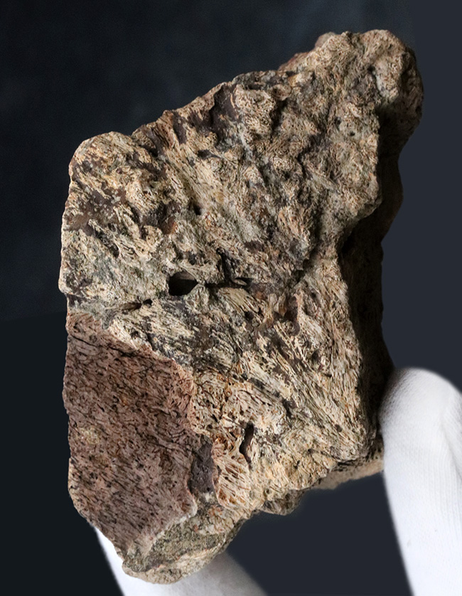 独特の構造がしっかり保存された上質品!大人気恐竜、トリケラトプス(Triceratops)のフリル化石(その2)