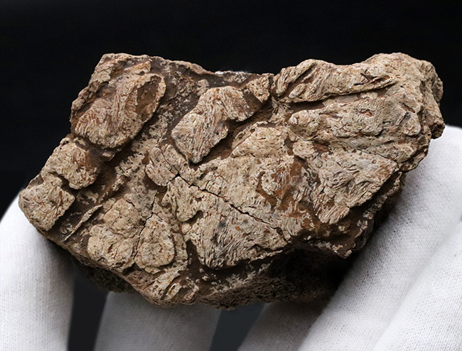 独特の構造がしっかり保存された上質品!大人気恐竜、トリケラトプス(Triceratops)のフリル化石(その3)