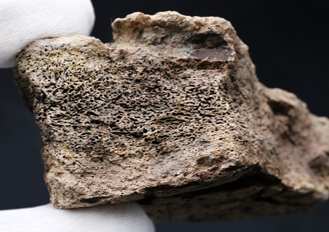 独特の構造がしっかり保存された上質品!大人気恐竜、トリケラトプス(Triceratops)のフリル化石(その5)