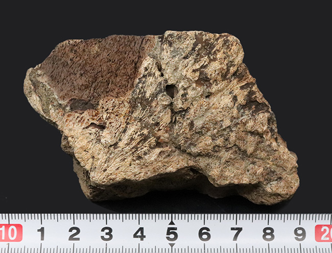 独特の構造がしっかり保存された上質品!大人気恐竜、トリケラトプス(Triceratops)のフリル化石(その6)