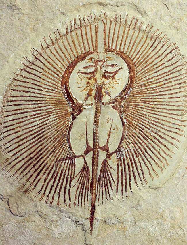 極めて良好な保存状態を示す古代の絶滅スティングレイ、サイクロバチス(Cyclobatis major)の全身化石(その1)