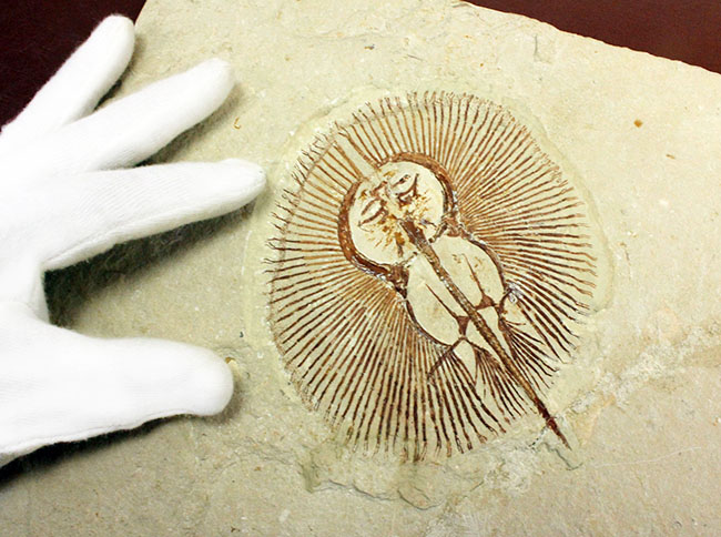 極めて良好な保存状態を示す古代の絶滅スティングレイ、サイクロバチス(Cyclobatis major)の全身化石(その10)