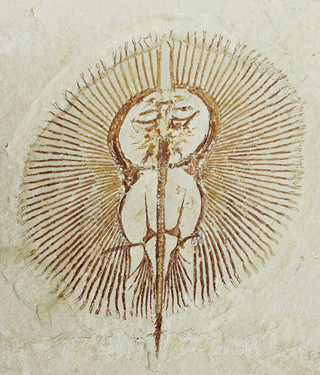 極めて良好な保存状態を示す古代の絶滅スティングレイ、サイクロバチス(Cyclobatis major)の全身化石(その11)