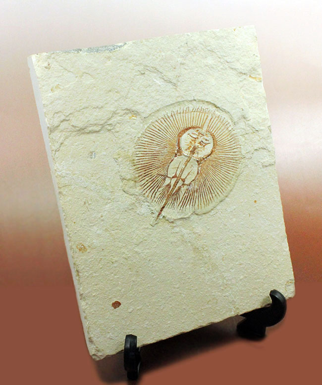 極めて良好な保存状態を示す古代の絶滅スティングレイ、サイクロバチス(Cyclobatis major)の全身化石(その12)