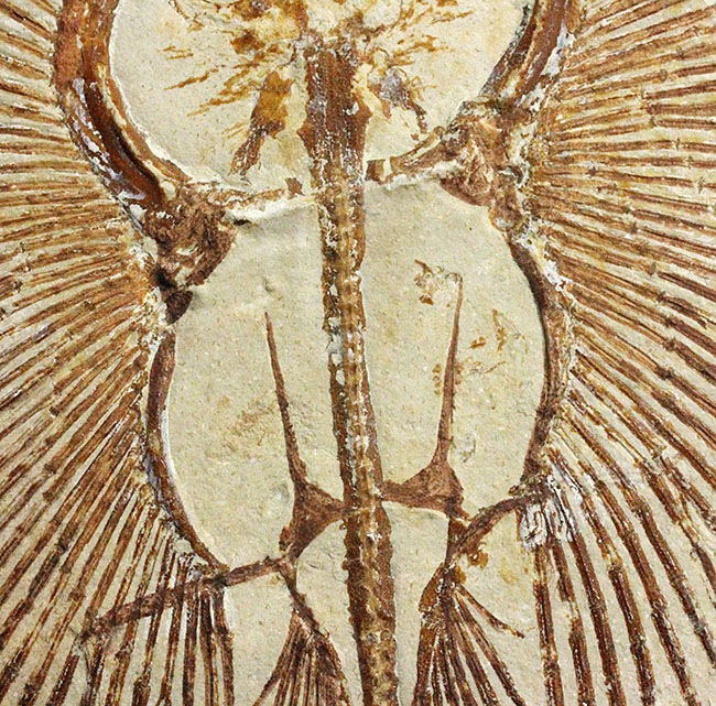 極めて良好な保存状態を示す古代の絶滅スティングレイ、サイクロバチス(Cyclobatis major)の全身化石(その14)