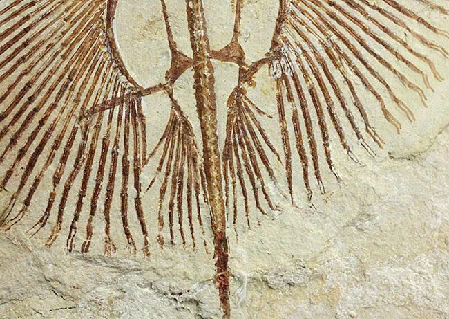 極めて良好な保存状態を示す古代の絶滅スティングレイ、サイクロバチス(Cyclobatis major)の全身化石(その15)