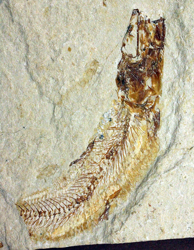 極めて良好な保存状態を示す古代の絶滅スティングレイ、サイクロバチス（Cyclobatis major）の全身化石（その17）