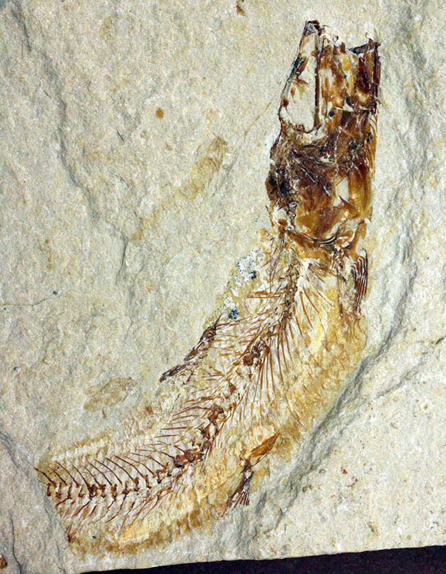 極めて良好な保存状態を示す古代の絶滅スティングレイ、サイクロバチス(Cyclobatis major)の全身化石(その17)