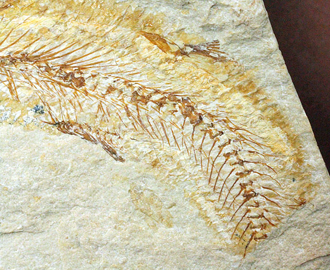極めて良好な保存状態を示す古代の絶滅スティングレイ、サイクロバチス(Cyclobatis major)の全身化石(その18)