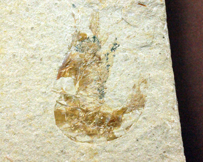 極めて良好な保存状態を示す古代の絶滅スティングレイ、サイクロバチス(Cyclobatis major)の全身化石(その19)