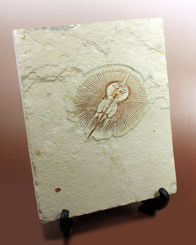 極めて良好な保存状態を示す古代の絶滅スティングレイ、サイクロバチス(Cyclobatis major)の全身化石(その2)
