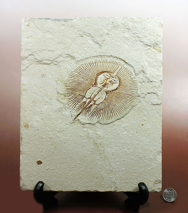 極めて良好な保存状態を示す古代の絶滅スティングレイ、サイクロバチス(Cyclobatis major)の全身化石(その20)