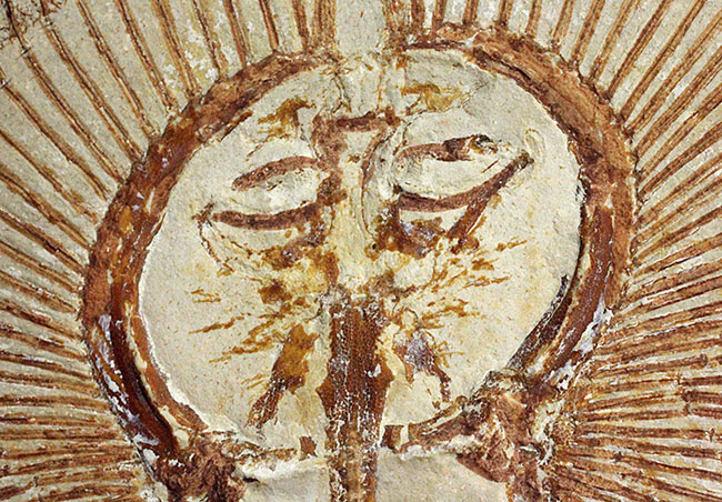 極めて良好な保存状態を示す古代の絶滅スティングレイ、サイクロバチス(Cyclobatis major)の全身化石(その3)