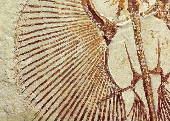 極めて良好な保存状態を示す古代の絶滅スティングレイ、サイクロバチス(Cyclobatis major)の全身化石(その4)
