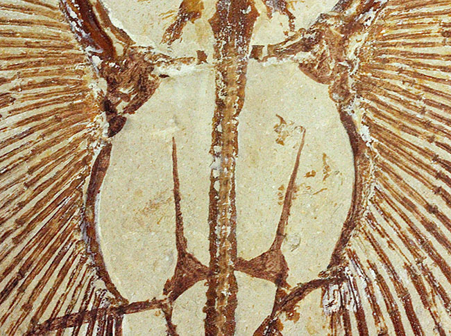 極めて良好な保存状態を示す古代の絶滅スティングレイ、サイクロバチス(Cyclobatis major)の全身化石(その5)