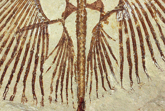 極めて良好な保存状態を示す古代の絶滅スティングレイ、サイクロバチス(Cyclobatis major)の全身化石(その7)