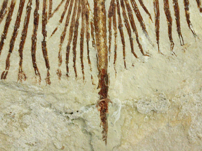 極めて良好な保存状態を示す古代の絶滅スティングレイ、サイクロバチス(Cyclobatis major)の全身化石(その8)