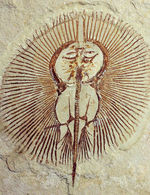 極めて良好な保存状態を示す古代の絶滅スティングレイ、サイクロバチス（Cyclobatis major）の全身化石