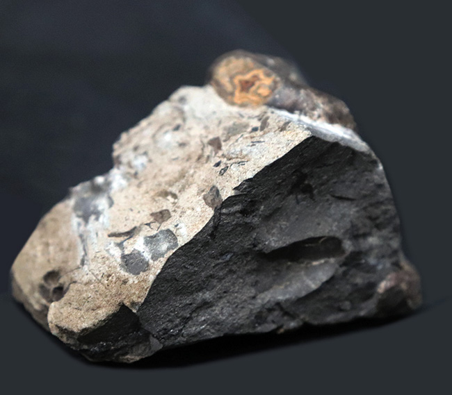 北海道シューパロ川で採集された、採集年月日が明確な北海道産母岩付きアンモナイト、ゴードリセラス（その3）