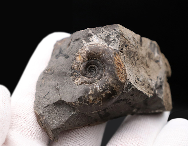 北海道シューパロ川で採集された、採集年月日が明確な北海道産母岩付きアンモナイト、ゴードリセラス（その4）