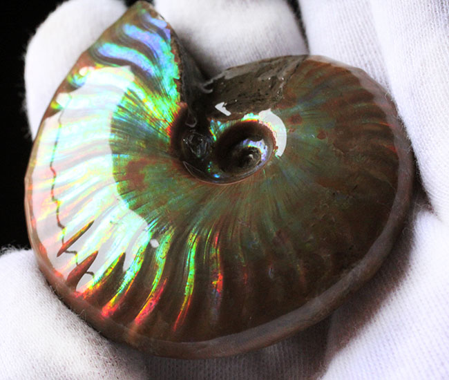 これぞマダガスカル産の極上品。虹色に輝くイリデッセンス(iridescence)アンモナイト(その10)