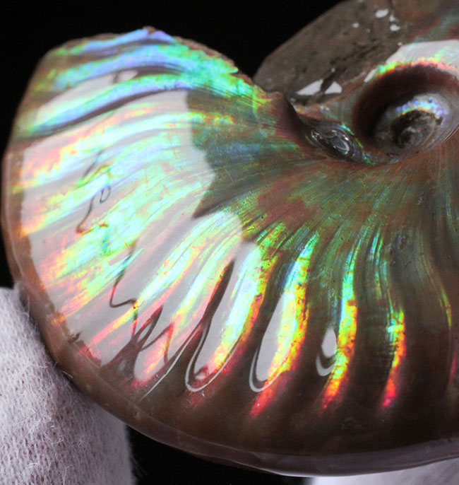 これぞマダガスカル産の極上品。虹色に輝くイリデッセンス(iridescence)アンモナイト(その11)