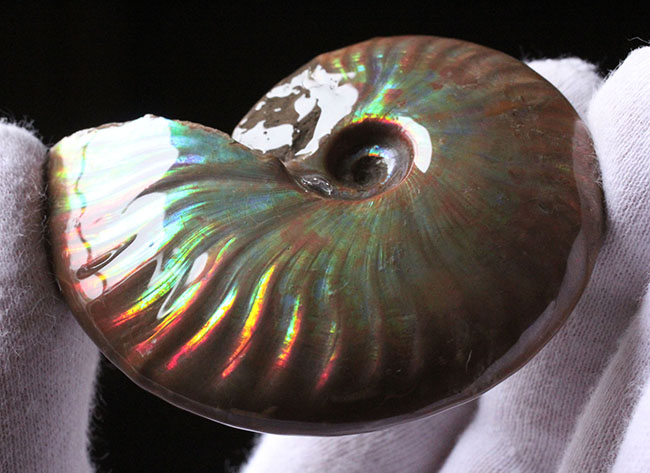 これぞマダガスカル産の極上品。虹色に輝くイリデッセンス(iridescence)アンモナイト(その12)