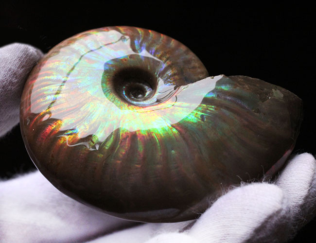 これぞマダガスカル産の極上品。虹色に輝くイリデッセンス(iridescence)アンモナイト(その13)