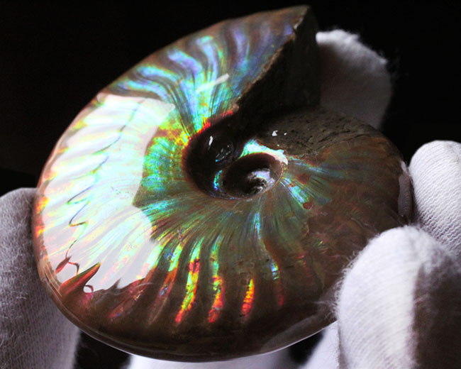 これぞマダガスカル産の極上品。虹色に輝くイリデッセンス(iridescence)アンモナイト(その14)