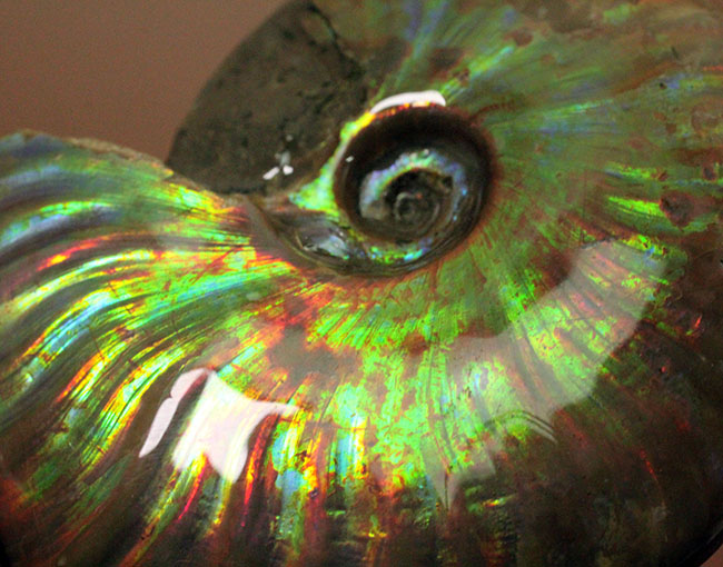 これぞマダガスカル産の極上品。虹色に輝くイリデッセンス（iridescence）アンモナイト（その4）