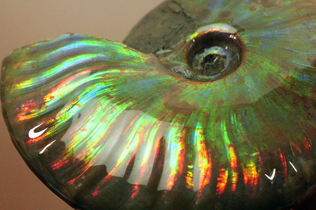 これぞマダガスカル産の極上品。虹色に輝くイリデッセンス（iridescence）アンモナイト（その5）