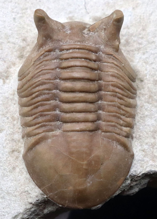 ニョキっと伸びた、太くで力強い眼にご注目下さい！文句なしの保存状態を誇るロシア産の三葉虫、アサフス・プンクテータス（Asaphus punctatus)の化石（その1）