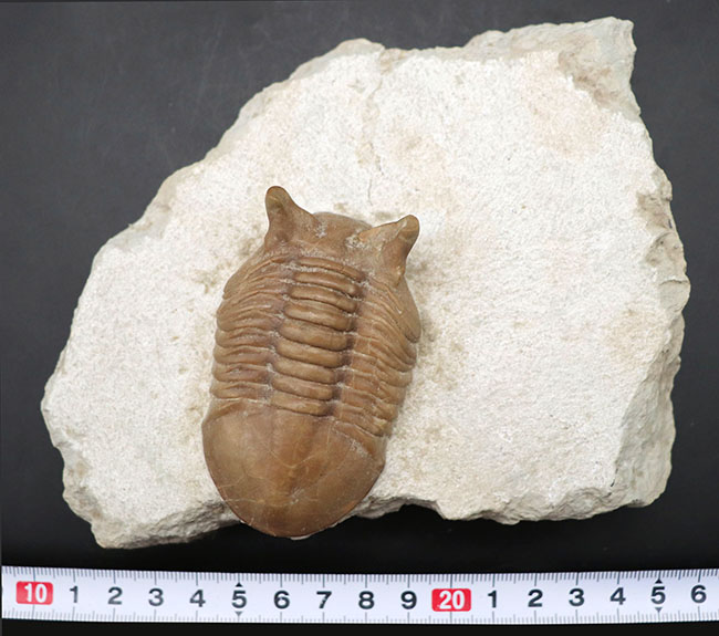 ニョキっと伸びた、太くで力強い眼にご注目下さい！文句なしの保存状態を誇るロシア産の三葉虫、アサフス・プンクテータス（Asaphus punctatus)の化石（その10）