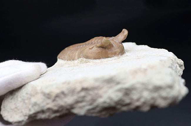 ニョキっと伸びた、太くで力強い眼にご注目下さい！文句なしの保存状態を誇るロシア産の三葉虫、アサフス・プンクテータス（Asaphus punctatus)の化石（その11）